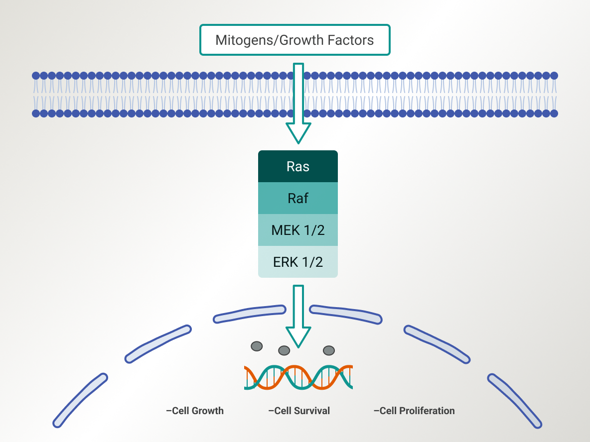 Schematic of RAS/MAPK Pathway