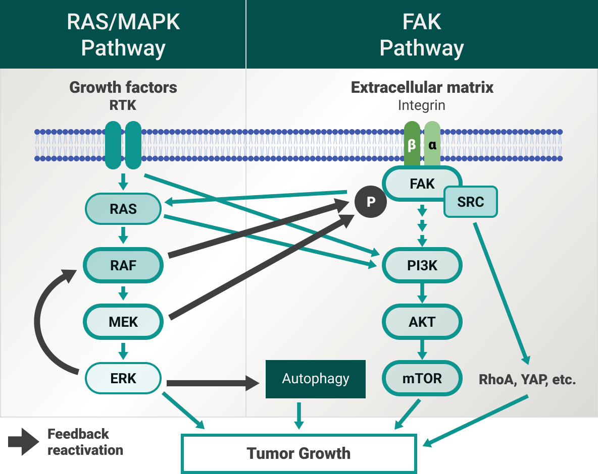 Schematic of RAS/MAPK Pathway and associated FAK Pathway